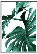 Plakat - Monstera